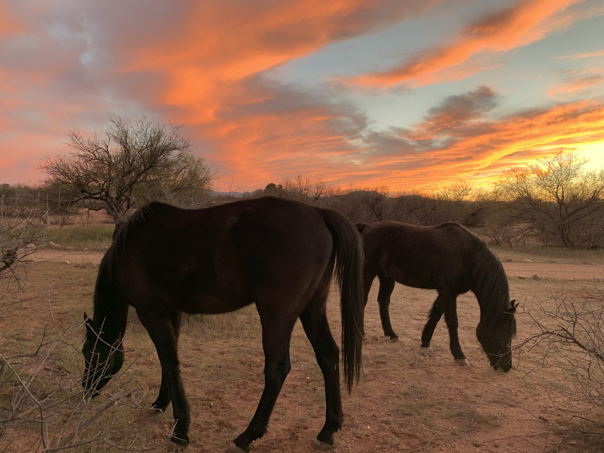 Fall Workshops Announced - Eponaquest LLC