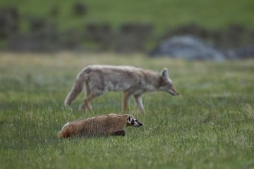 badger and coyote[2] (2)
