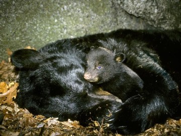 black-bear-hibernation-metabolism-surprises_32353_600x450 (2)