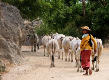 Credit for the image goes to Catherine Wentworth Photography http://catherinewentworth.com/index.php/myanmar-cow-herder/