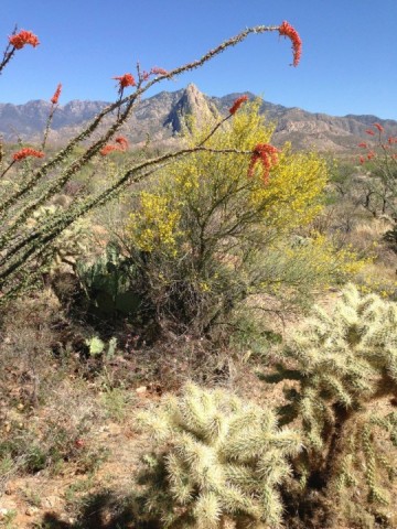 Spring flowers in the foothills leading up to Elephant Head Mountain, which overlooks Eponaquest at Eagle Way.