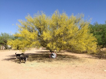 Palo verde trees are covered with thousands of tiny yellow blossom in April.