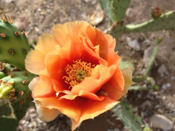 The prickly pear cactus blossoms in late-March/April.