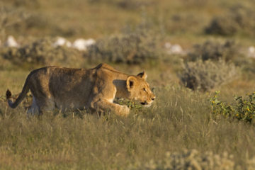 lion stalking (2)