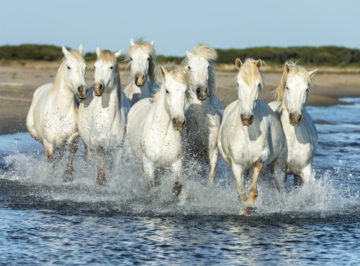 white-running-horses